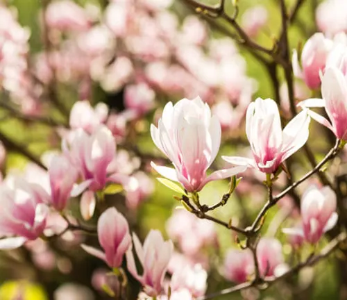 Pink and white magnolia flowers in bloom with a soft-focus background.