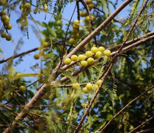 Branch with clusters of yellow fruit and feathery leaves against blue sky