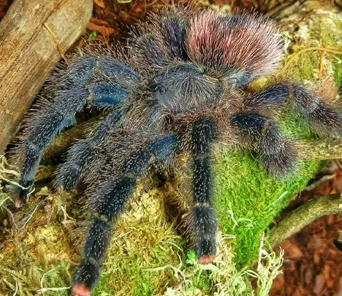A "Pink Toe Tarantula" perched on a mossy branch.