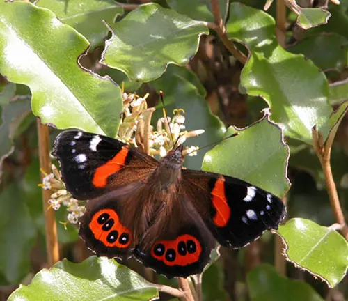 Red Admiral Butterfly perched on plant in garden.