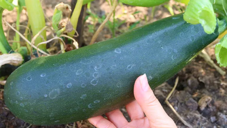 A hand holding a large, ripe zucchini with water droplets on its surface, ready to be harvested from the plant.
