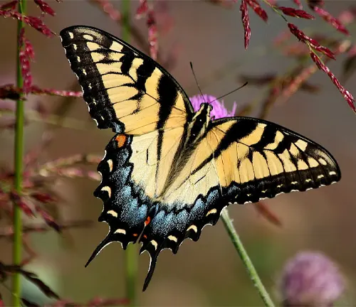 A vibrant Eastern Tiger Swallowtail butterfly perched on a flower, showcasing its yellow and black wings.