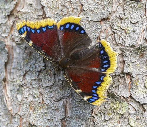 A "Mourning Cloak Butterfly" with blue and yellow wings perched on a tree.