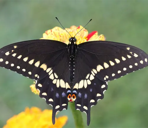 A Black Swallowtail Butterfly with yellow spots perched on a yellow flower.
