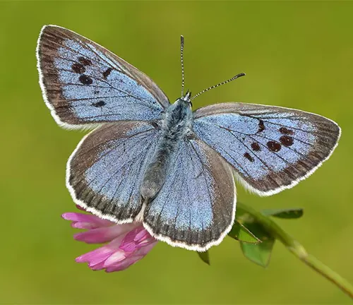 A close-up image of a large blue butterfly with intricate patterns on its wings, resting on a green leaf.