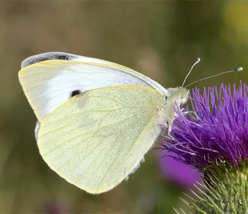 A Large White Butterfly perches on a purple thistle.