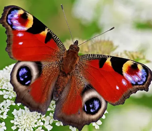 A "Peacock Butterfly" with red and blue wings perched on a flower.