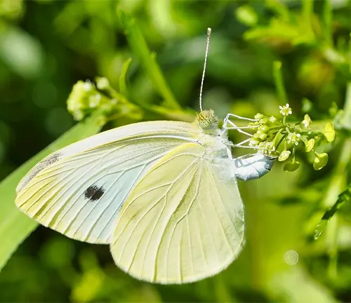 A Cabbage White Butterfly perched on a green plant with lush green leaves.