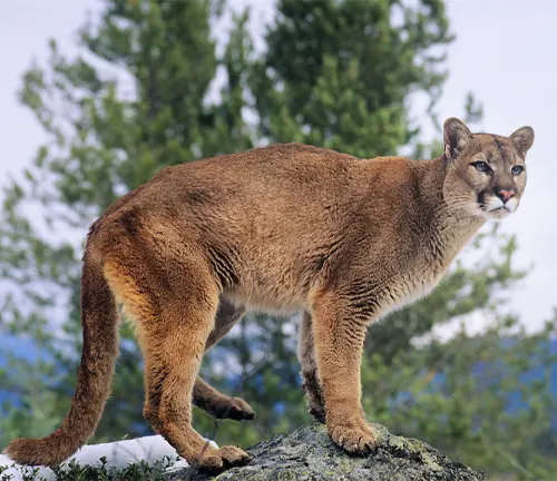 A cougar standing on a rock.
