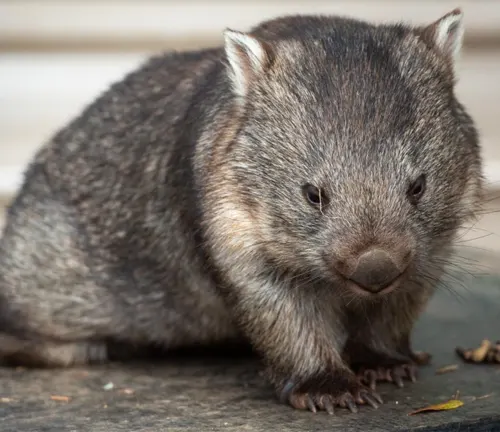 A small brown wombat sitting on the ground.