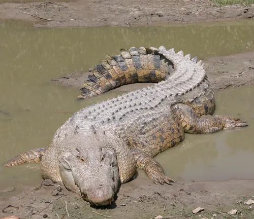 A massive saltwater crocodile resting in the water.