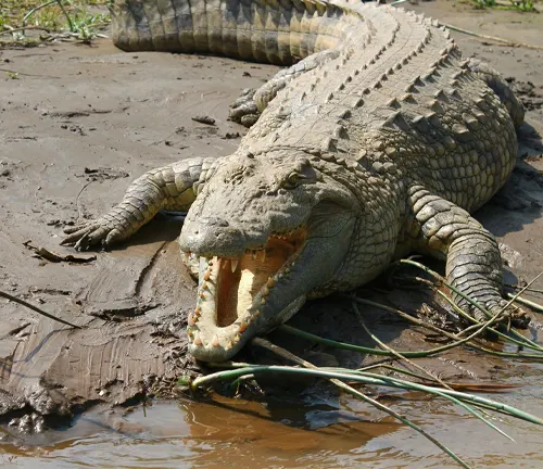 A Nile Crocodile resting on the ground.