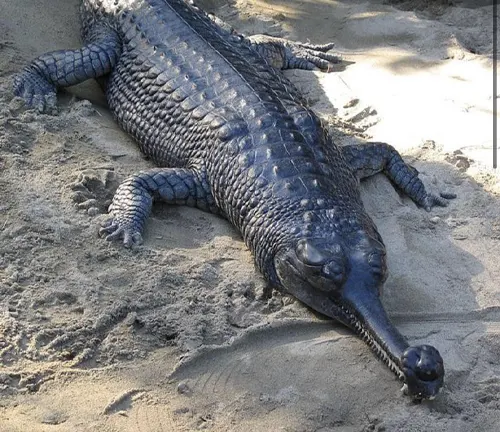 A large alligator, known as a "Gharial Crocodile", laying on the sand.