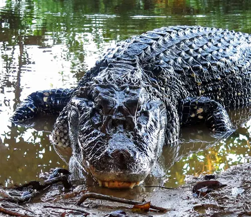 A Black Caiman rests peacefully in the water, showcasing the majestic presence of this Crocodile species.