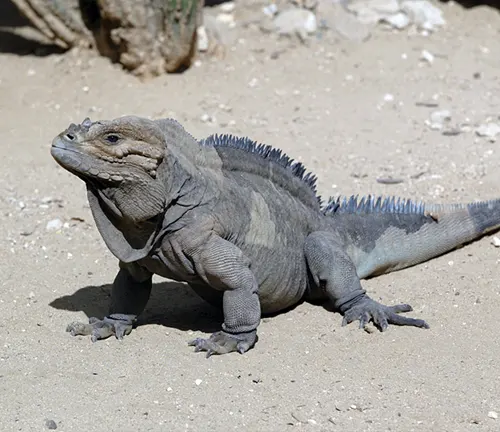 An iguana named "Rhinoceros Iguana" sits on the desert ground, blending with its surroundings.