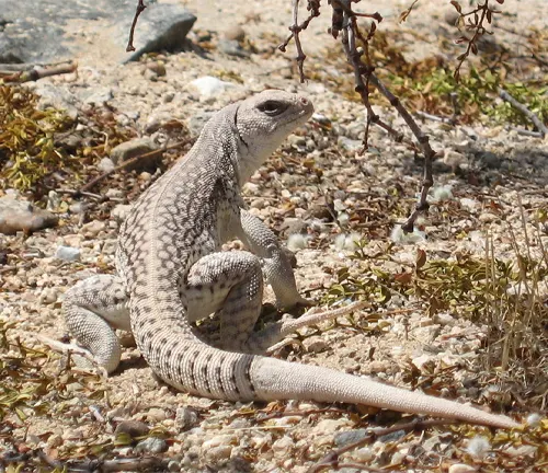 A Desert Iguana perched on the desert ground.