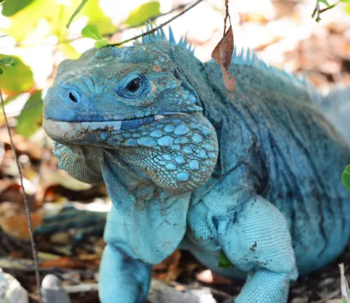 A close-up photo of a blue iguana with vibrant blue scales and a spiky crest on its head.