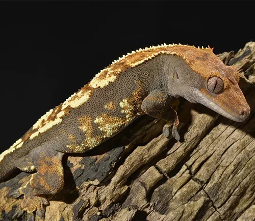 A close-up photo of a Crested Gecko with vibrant colors and unique patterns on its skin.