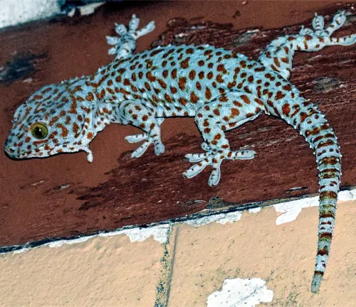 A close-up image of a Tokay Gecko, showcasing its vibrant blue and orange scales, with large eyes and sticky toe pads.