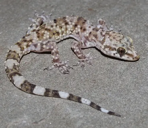 A close-up photo of a house gecko clinging to a wall, showcasing its textured skin and large eyes.