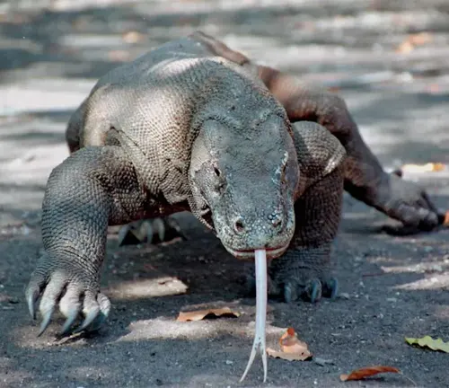 A Komodo Dragon walking on the ground.