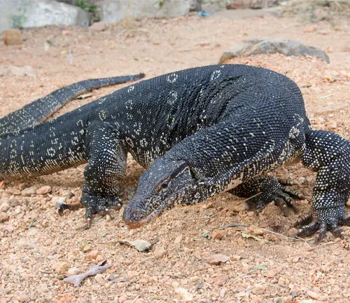 A large Asian Water Monitor lizard walking on the ground.