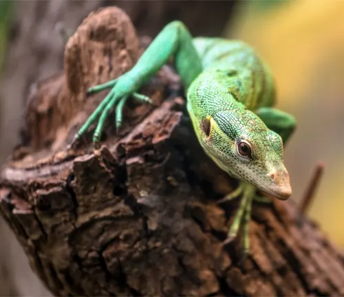 Emerald Tree Monitor: A vibrant green lizard with a long tail, perched on a branch in a tropical forest.