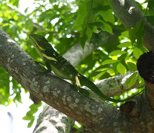 A Knight Anole Lizard perched on a tree branch.
