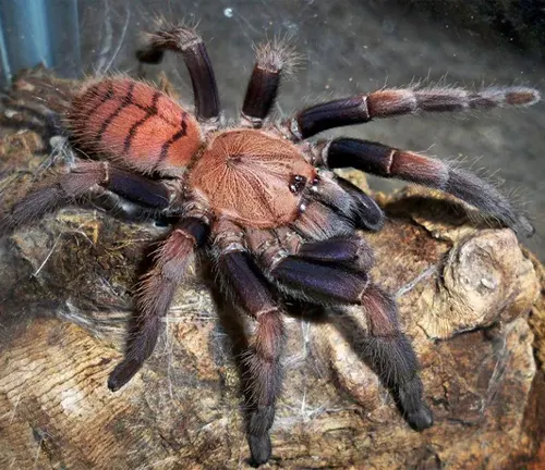 A close-up image of an Indian Violet Tarantula, showcasing its vibrant purple color and hairy legs.