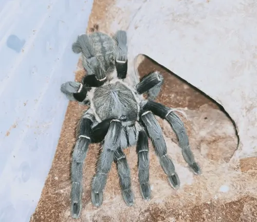 A close-up photo of a Chinese Giant Earth Tiger Tarantula, a large spider with hairy legs and a brownish-black body.