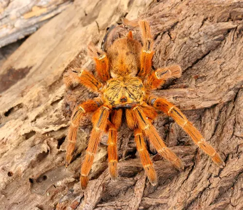A "Orange Baboon Tarantula" perched on a wooden surface.