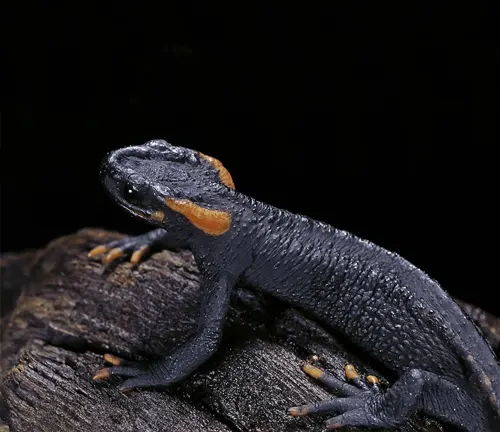 A Taliang Knobby Newt with a dark body and bright orange patches on a log.