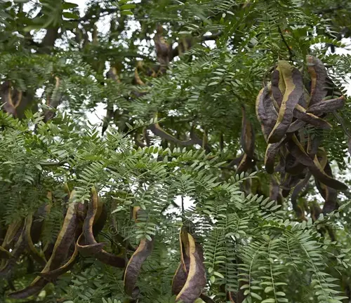 Legumes Tree - Tree with green feathery leaves and hanging brown seed pods