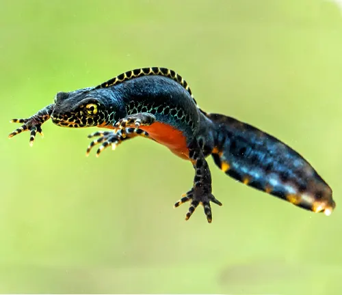 An Alpine Newt in mid-air with a dark back and orange underside against a blurred green background.