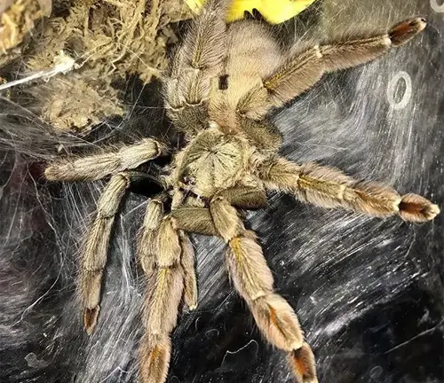 A Trinidad Chevron Tarantula perched on a spider web.
