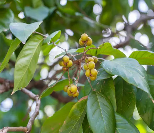 Soapberry Tree - A branch with shiny yellow berries amidst glossy green leaves