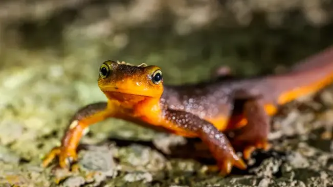 A close-up of a California Newt with a bright orange underbelly, looking at the camera.






