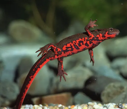 A Chinese Fire Belly Newt with striking red markings on its back, walking over gravel."