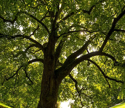 Upward view of a tree's sprawling branches with lush green leaves against a sunlit background