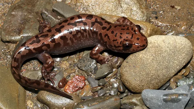 A Coastal Giant Salamander with a dark brown body and lighter brown spots resting on wet river stones."