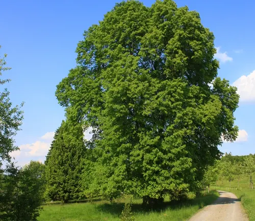 Lush, towering tree beside a country path under a blue sky with wispy clouds