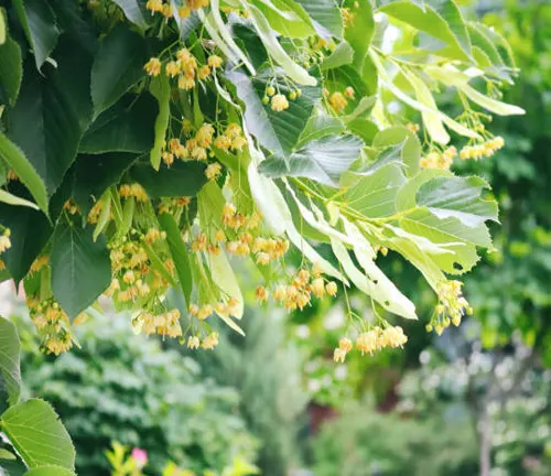 Close-up of linden tree branches with yellow blossoms and vibrant green leaves