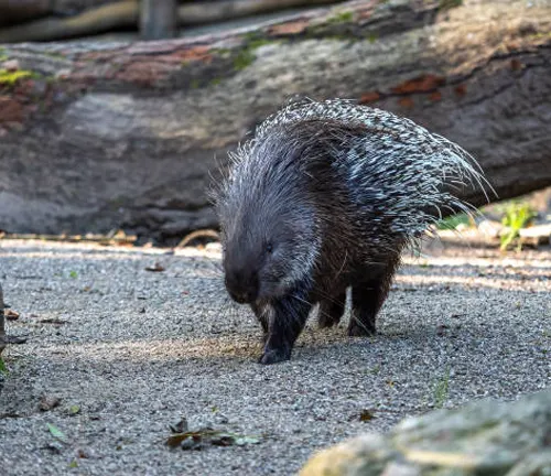 Indian Porcupine walking near a tree on the ground.