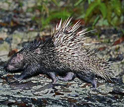A Malayan Porcupine walking on the ground near rocks.