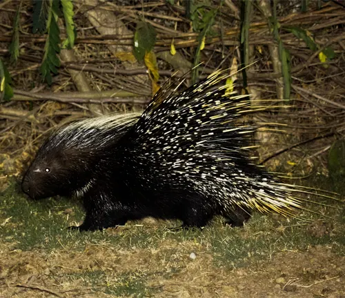 A European Porcupine walking near bushes on the ground.