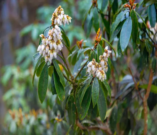 Clusters of white bell-shaped flowers hanging from a shrub with dark green leaves, with a soft-focus background