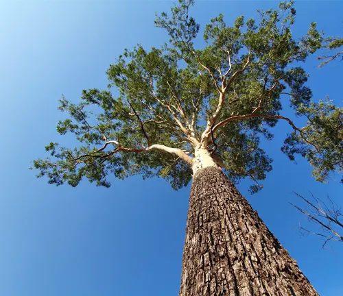 Upward view of a tall eucalyptus tree with a textured trunk reaching into a clear blue sky