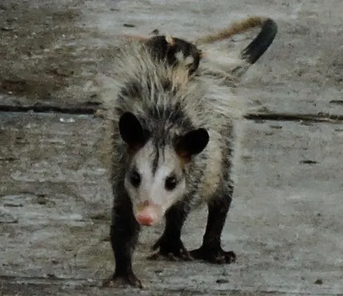 A Black-eared Opossum, a small marsupial with black ears, sitting on a branch in the forest.