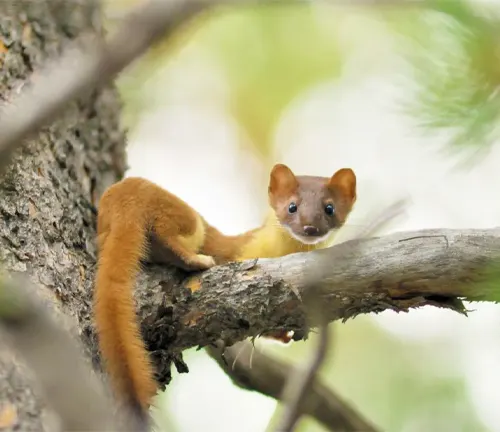 A small brown weasel, known as the "Long-tailed Weasel," perches on a tree branch.