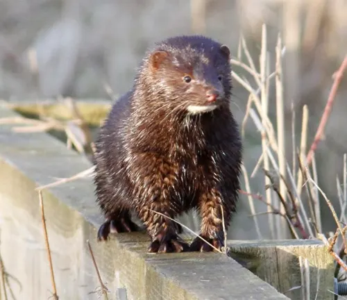 A small American Mink standing on a wooden fence.